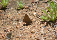Satyrium saepium