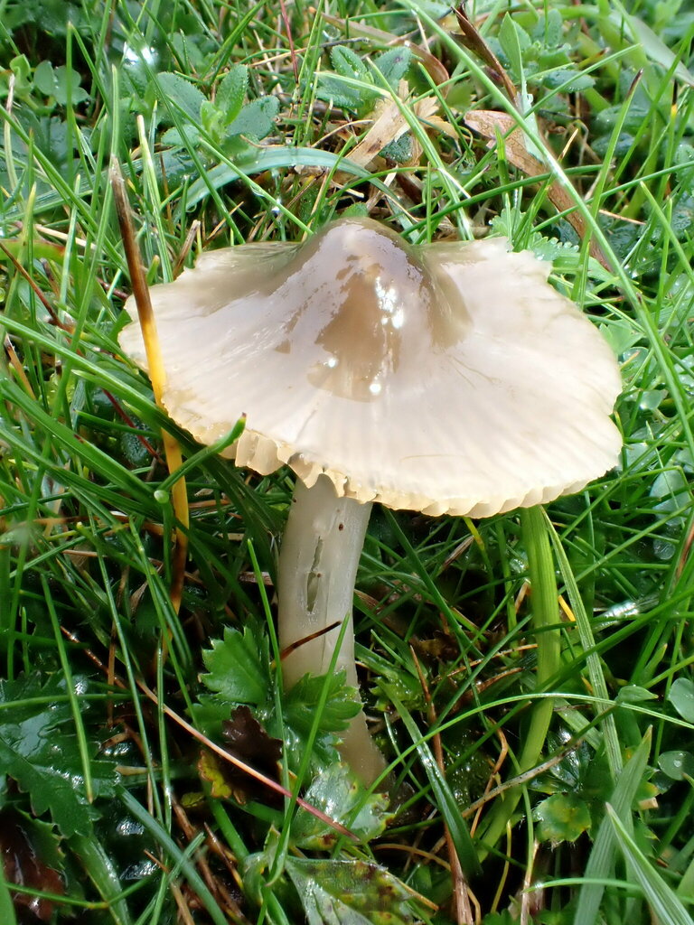 Entoloma pentagonale