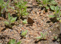 Satyrium saepium