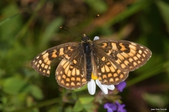 Melitaea celadussa