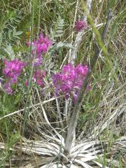 Oxytropis besseyi