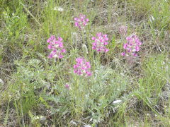 Oxytropis besseyi