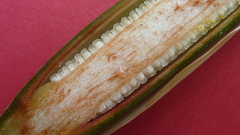 Philodendron pedatum