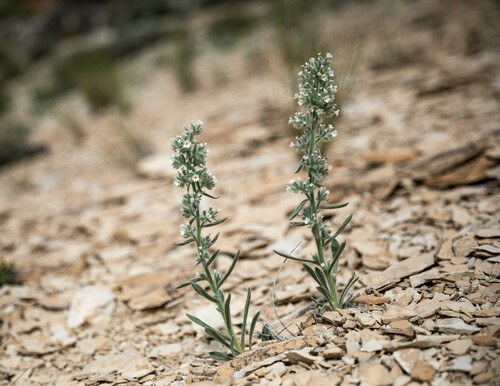 Rollins' cryptantha (Cryptantha rollinsii)