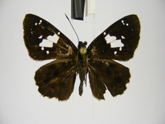Celaenorrhinus proxima proxima