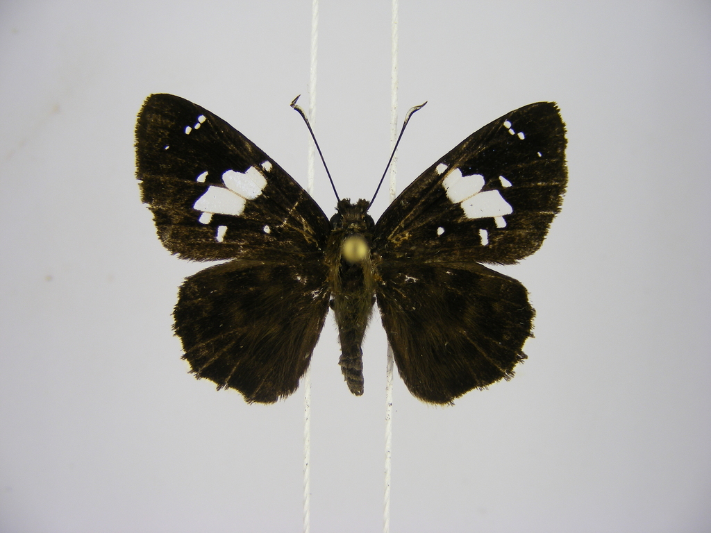 Common Black Sprite