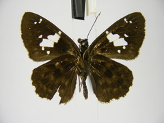 Celaenorrhinus proxima proxima