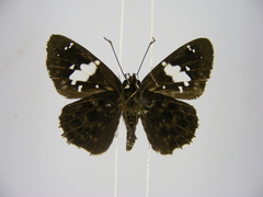 Celaenorrhinus proxima proxima