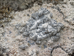 Lecanographa hypothallina