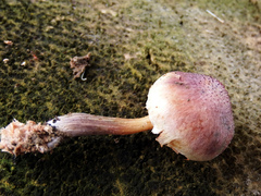 Gymnopilus purpuratus