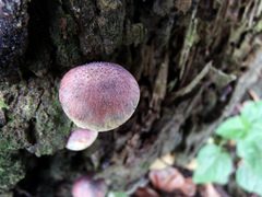 Gymnopilus purpuratus