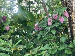 Medinilla cummingii