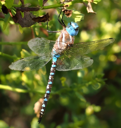 iNaturalist observation photo of Blue-eyed Darner