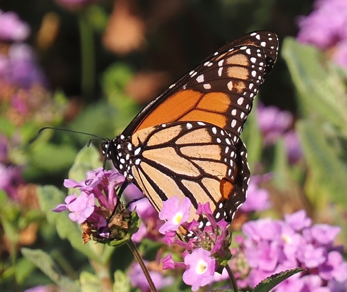 iNaturalist observation photo of Monarch