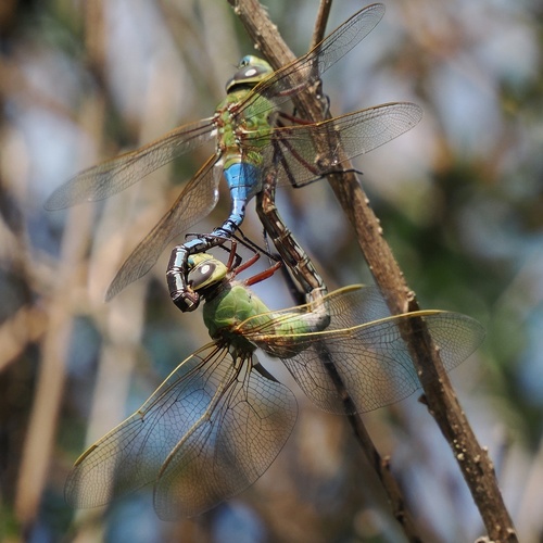iNaturalist observation photo of Common Green Darner