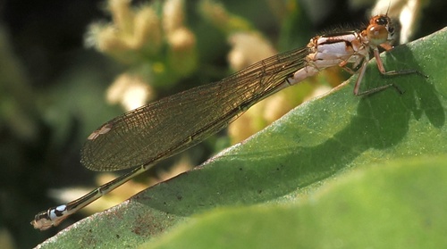 iNaturalist observation photo of Pacific Forktail