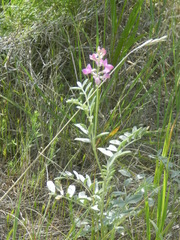 Oxytropis besseyi