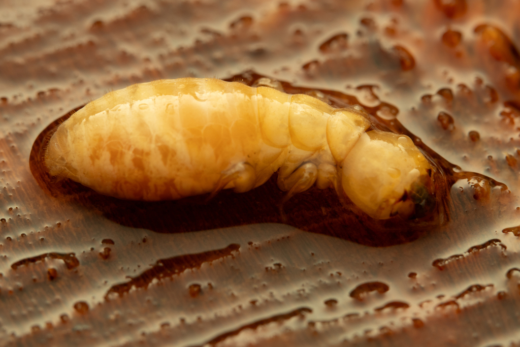 Zootermopsis Neotonic Zootermopsis in October 2024 by Alan Yoshioka · iNaturalist