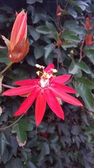 Coccinea