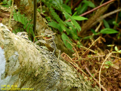 Diploderma polygonatum xanthostomum