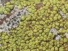 Acarospora robiniae