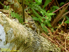 Diploderma polygonatum xanthostomum