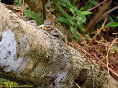 Diploderma polygonatum xanthostomum