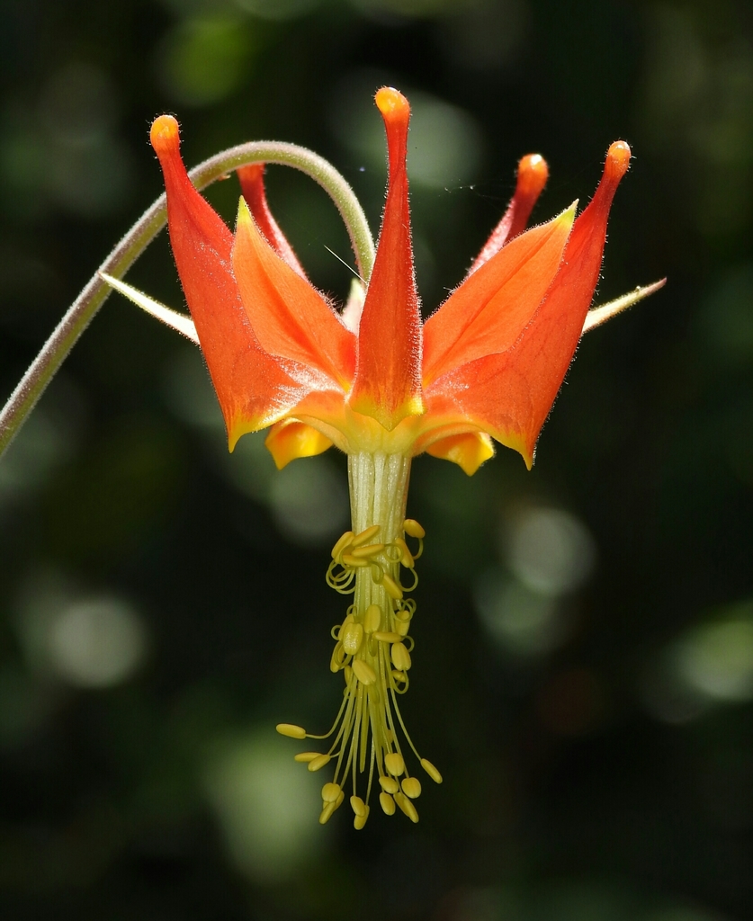 Van Houtte's Columbine