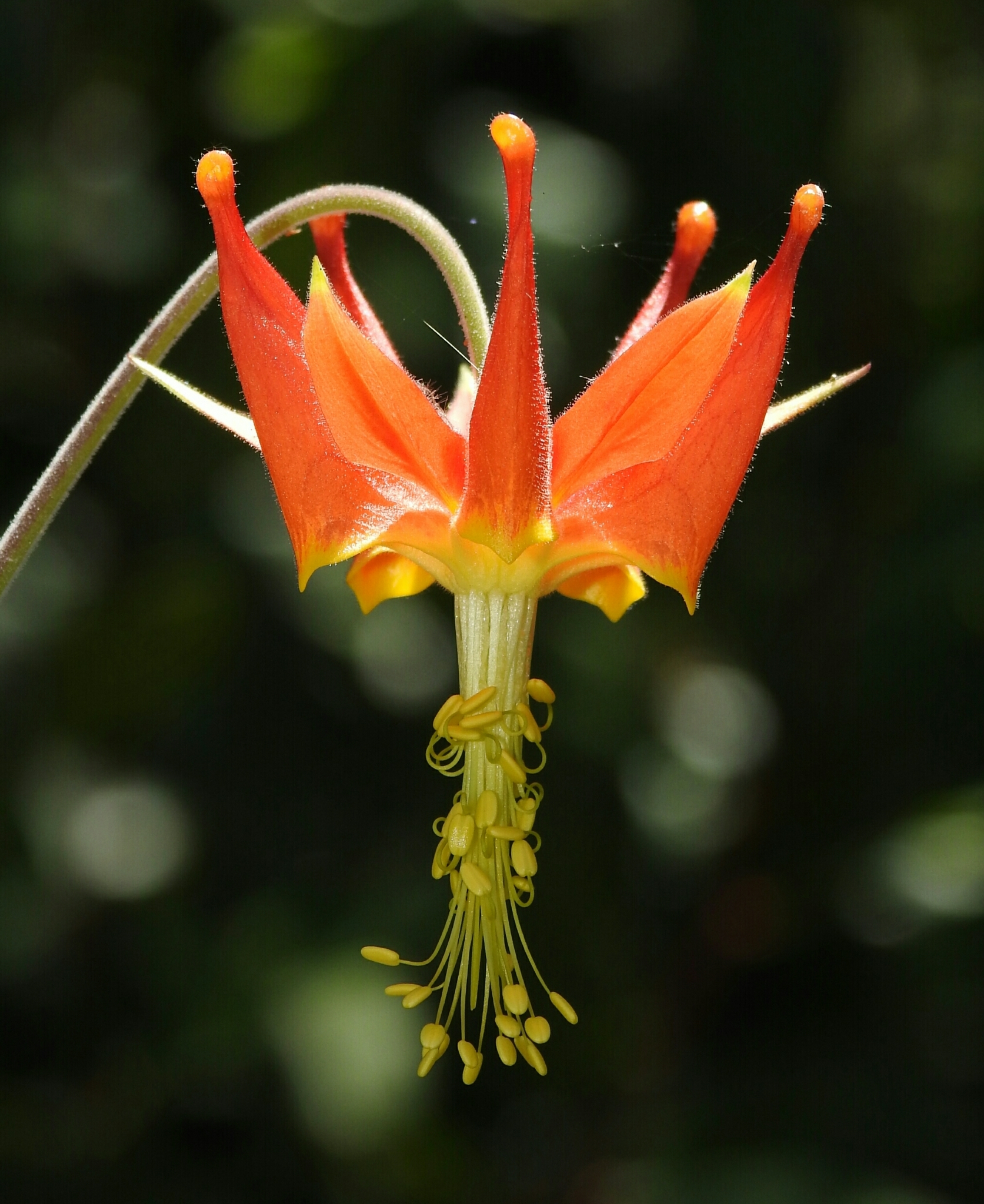 Aquilegia eximia