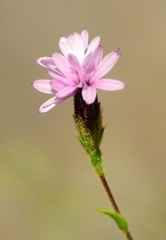Lessingia micradenia micradenia