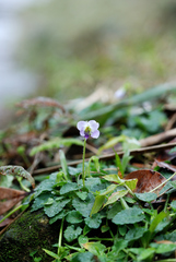 Viola nagasawae