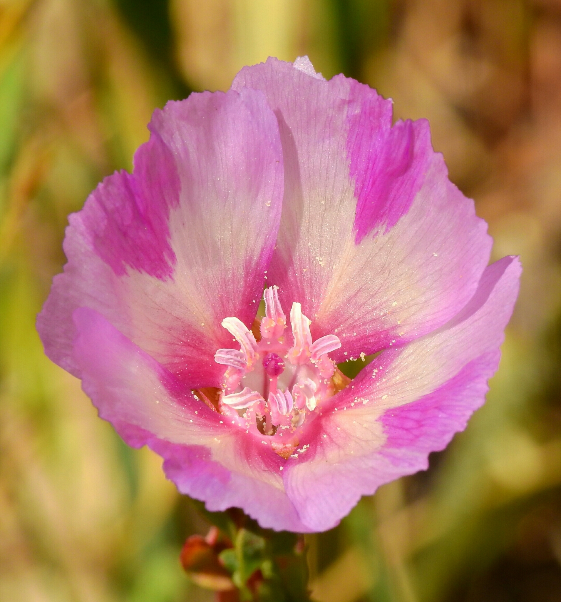 Clarkia imbricata