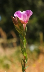Clarkia imbricata