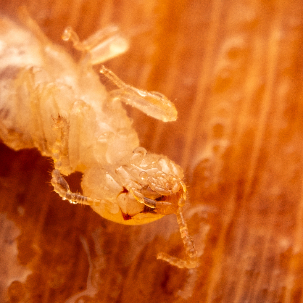 Zootermopsis Neotonic Zootermopsis in October 2024 by Alan Yoshioka. Smaller than the other ...
