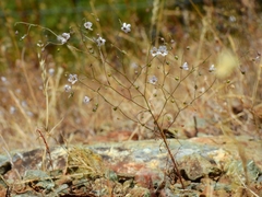 Hesperolinon spergulinum