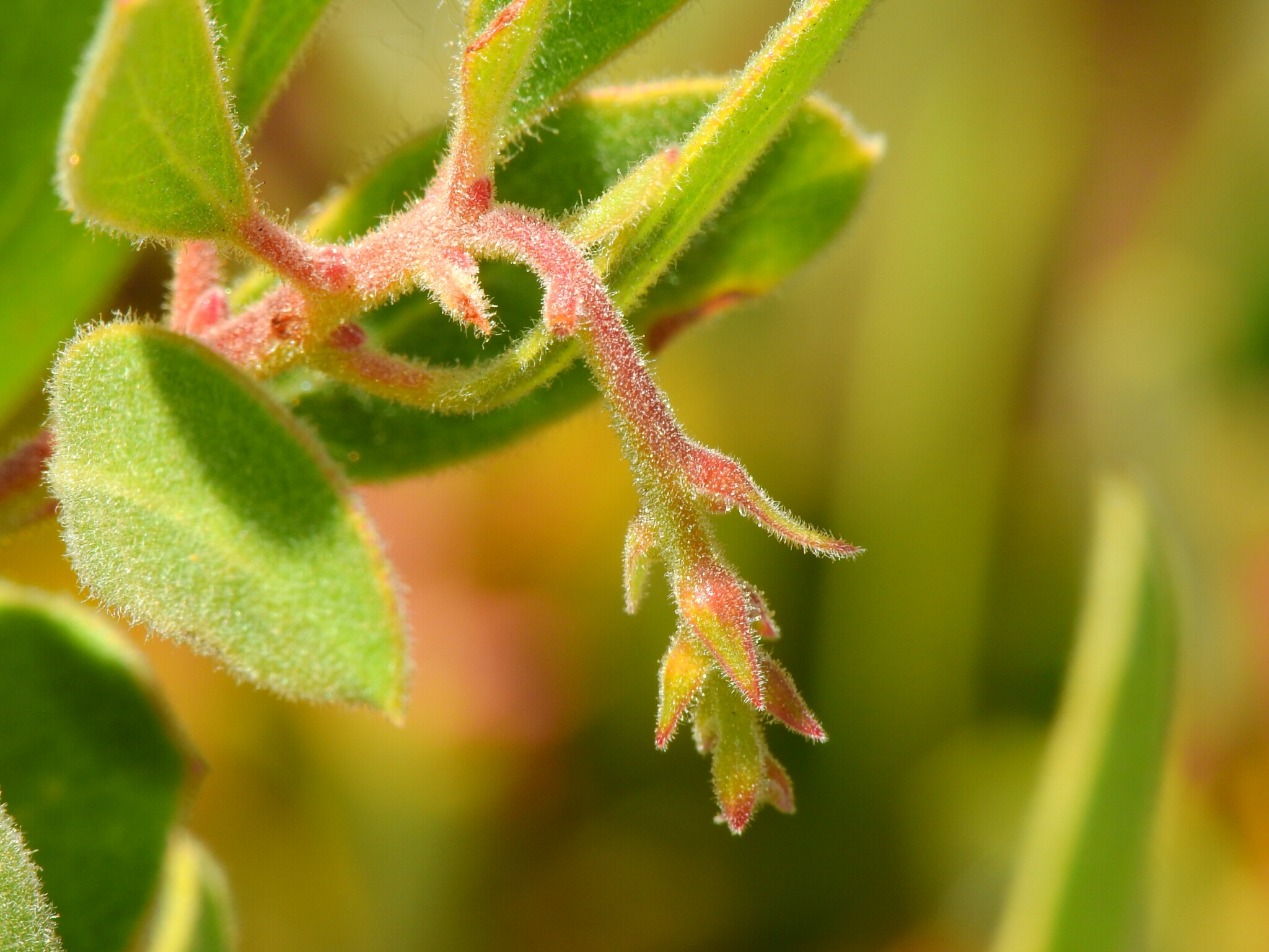 Arctostaphylos bakeri ssp. bakeri