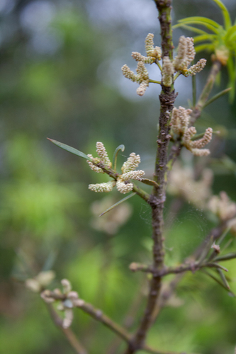 Pino blanco (Podocarpus parlatorei)