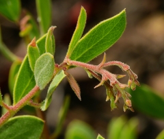 Arctostaphylos bakeri bakeri