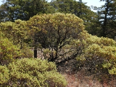 Arctostaphylos bakeri bakeri