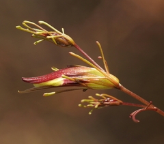 Cordylanthus tenuis brunneus