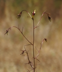 Cordylanthus tenuis brunneus