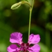 Clarkia mosquinii - Photo 由 David Greenberger 所上傳的 (c) David Greenberger，保留部份權利CC BY-NC-ND