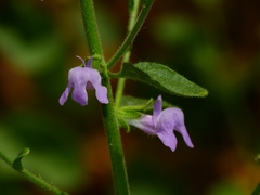 Sairocarpus vexillocalyculatus intermedius