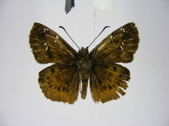 Eagris decastigma purpura
