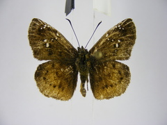 Eagris decastigma purpura