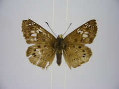 Eagris decastigma purpura