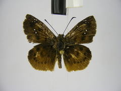 Eagris decastigma purpura