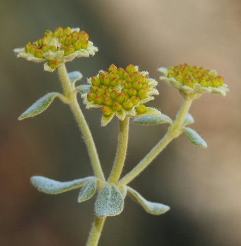 Eriogonum umbellatum var. ahartii