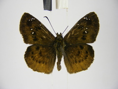 Eagris decastigma purpura