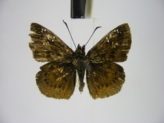 Eagris decastigma purpura